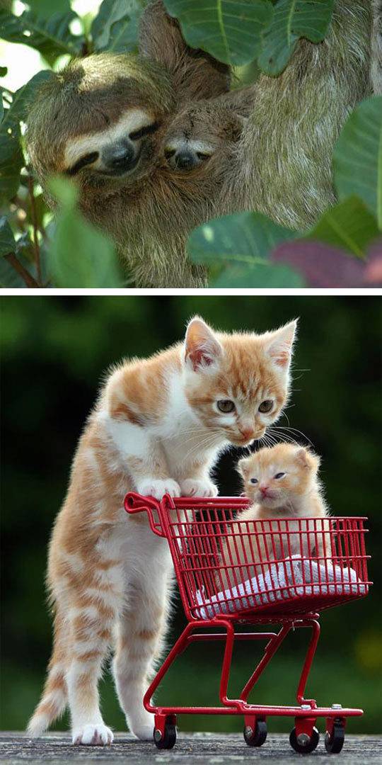 자신의 미니미들과 함께 찍은 부모동물들 | 인스티즈