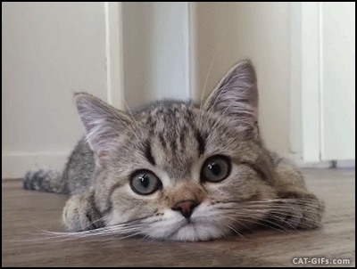 집사의 손길이 내게 닿을때 | 인스티즈