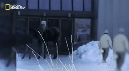 알래스카에서 곰보다 더 많은 사람들을 다치게 하는 동물 | 인스티즈