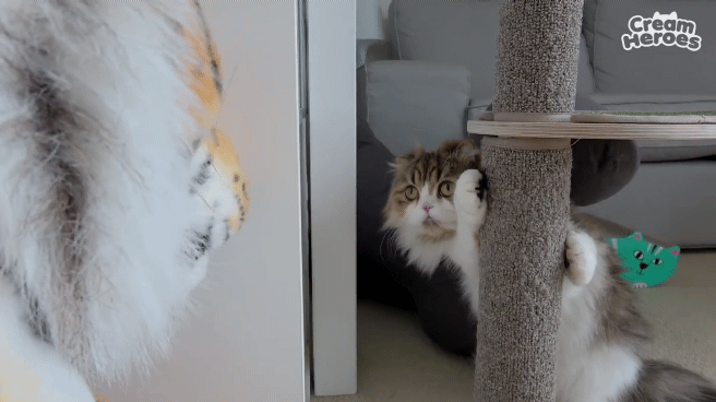 인형보고 쫄아버린 고양이.gif | 인스티즈