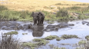 자기 영역을 침범한 생명체는 사정없이 공격한다는 하마 | 인스티즈