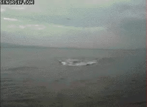 자기 영역을 침범한 생명체는 사정없이 공격한다는 하마 | 인스티즈