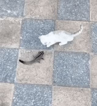 다람쥐와 고양이.gif | 인스티즈