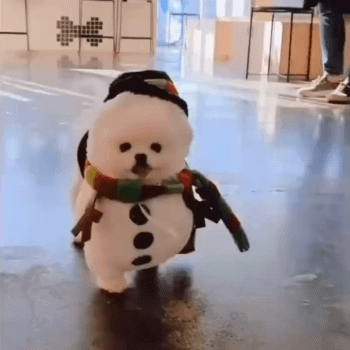 겨울 강아지 (심약자 주의) | 인스티즈