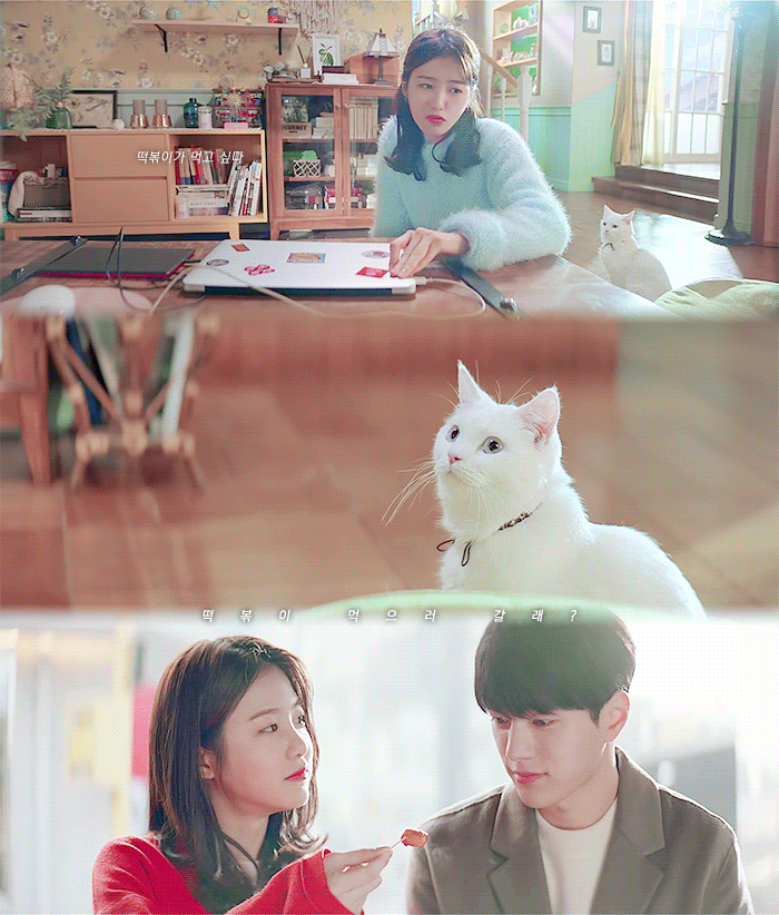 [어서와] 사람 아니고 고양이 X 강아지 아니고 사람.gif | 인스티즈