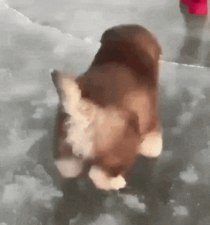 겨울 강아지 (심약자 주의) | 인스티즈