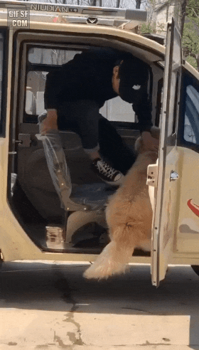 겁 많은 리트리버 댕댕이.gif | 인스티즈