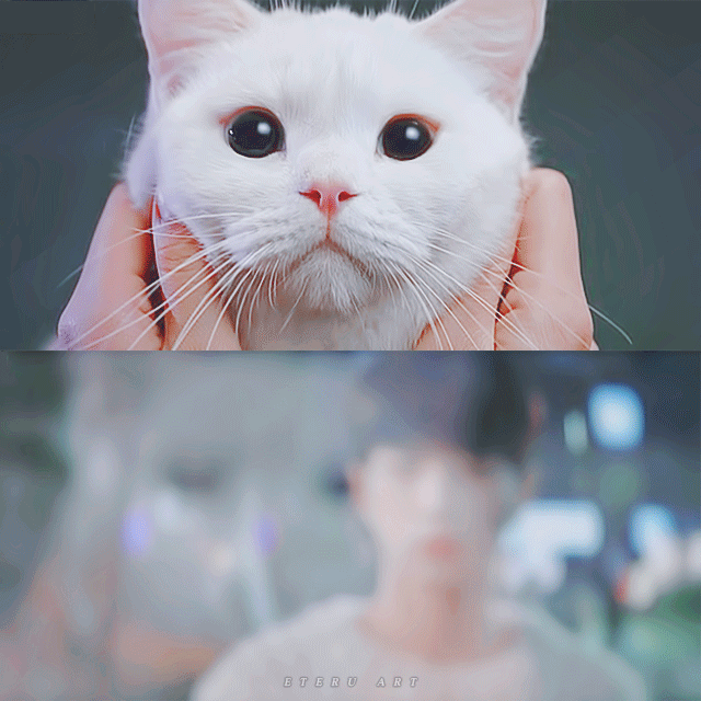 [어서와] 사람 아니고 고양이 X 강아지 아니고 사람.gif | 인스티즈