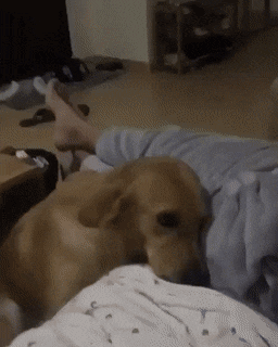 손 잡아 달라고 애교부리는 리트리버 댕댕이.gif | 인스티즈