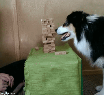 보더콜리 견주로 산다는 것 | 인스티즈