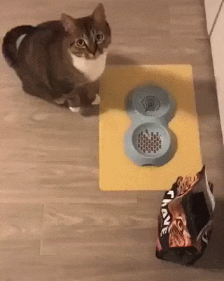 집사 훈련시키는 고양이.gif | 인스티즈