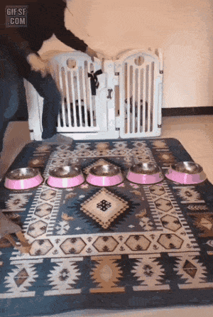 댕댕이 식사 시간.gif | 인스티즈