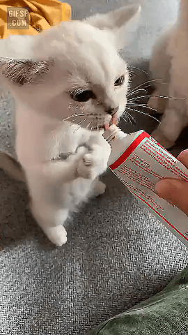 공손하게 간식 먹는 고영희씨.gif | 인스티즈