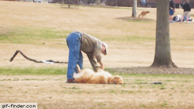 집 안가려고 누워서 버티는 리트리버 댕댕이.gif | 인스티즈