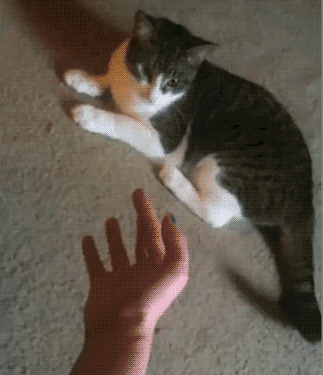 집사의 손길이 내게 닿을때 | 인스티즈