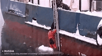 러시아 강아지 유기시키는 장면 | 인스티즈