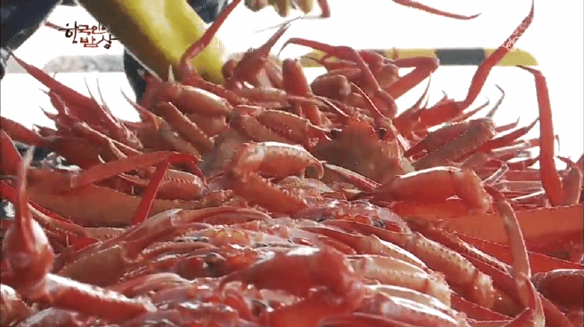 한국인의 밥상 속초 억울한 홍게편 | 인스티즈