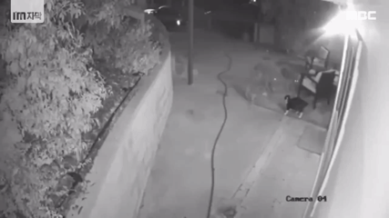 코요테 3마리와 맞짱뜬 고양이.gif | 인스티즈