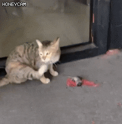 고양이한테 당한 쥐의 최후.gif | 인스티즈