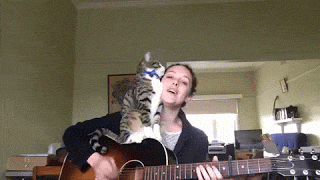 기타치는 집사와 고양이 | 인스티즈