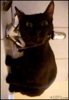 물 마시는 고양이 | 인스티즈