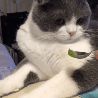 아이스크림 먹는 고양이.gif | 인스티즈