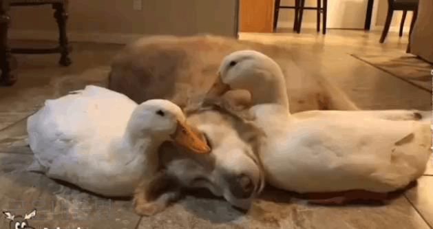 골든 리트리버 댕댕이 고개 못들게 하는 오리쉨.gif | 인스티즈