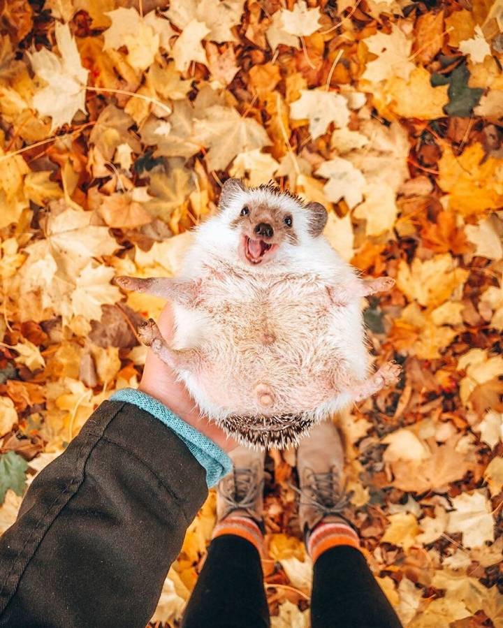 고슴도치의 여행 | 인스티즈