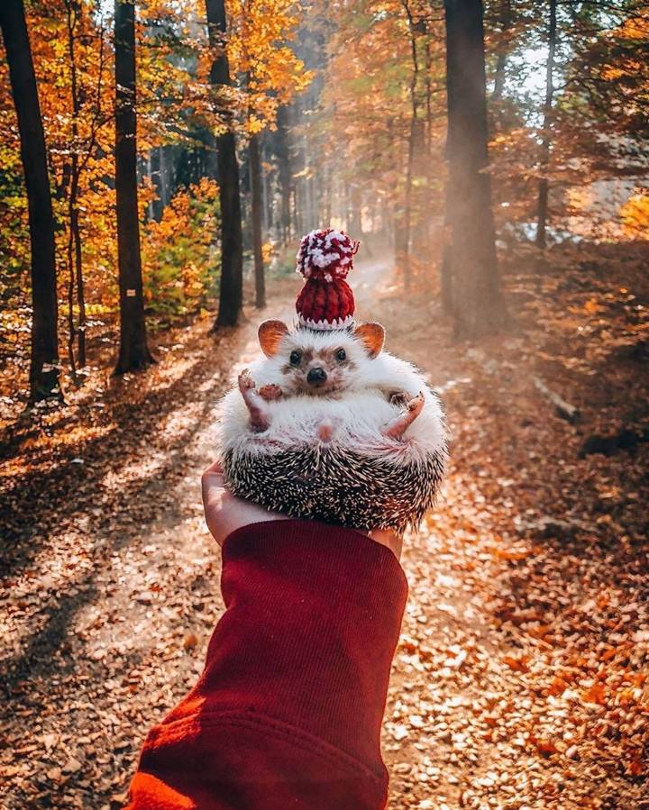 고슴도치의 여행 | 인스티즈