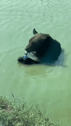 콜라 마시는 곰.gif | 인스티즈