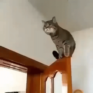 고양이의 놀라운 운동신경.gif | 인스티즈