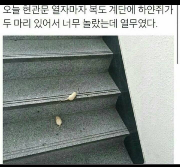 뭐야 계단에 쥐가 왜 있어?? | 인스티즈