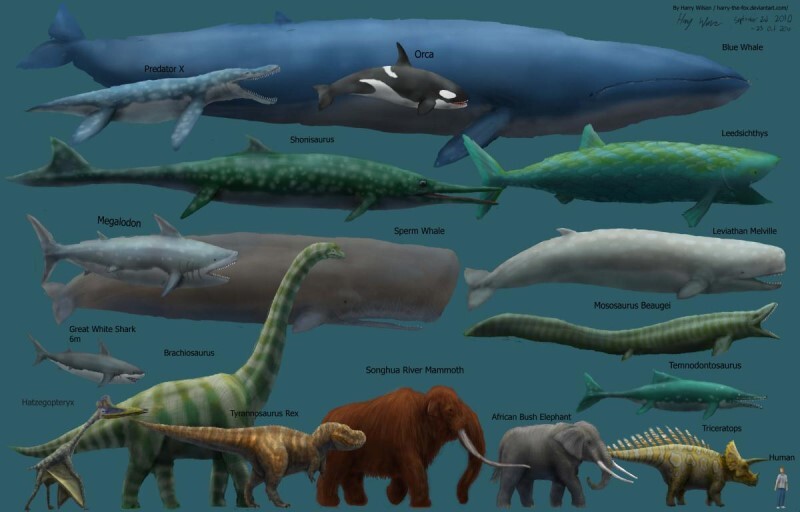 지구역사상 가장 거대한 동물을 알아보자 | 인스티즈