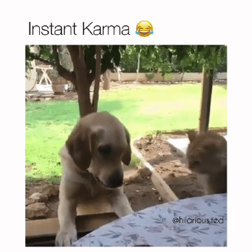 냥아치짓하다가 물림.gif | 인스티즈