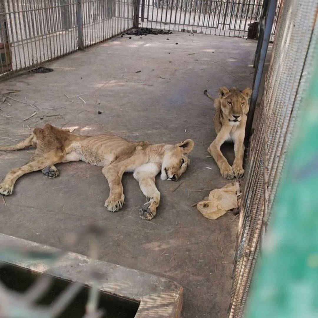 아프리카 수단의 한 동물원 철창 안에 방치된 사자들.jpg | 인스티즈
