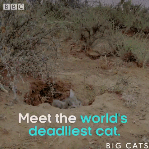 아프리카에서 가장 작은 고양이과 생물 | 인스티즈