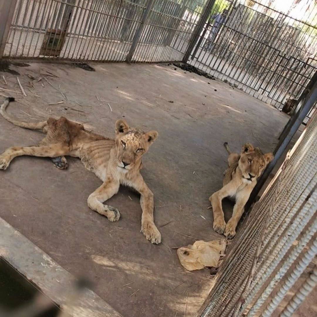 아프리카 수단의 한 동물원 철창 안에 방치된 사자들.jpg | 인스티즈