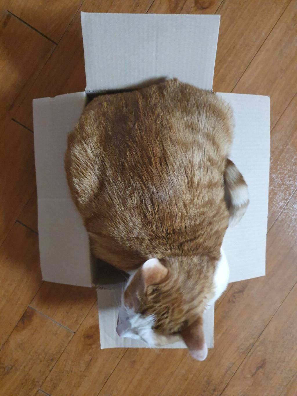 고양이를 상자에 넣는 법 | 인스티즈