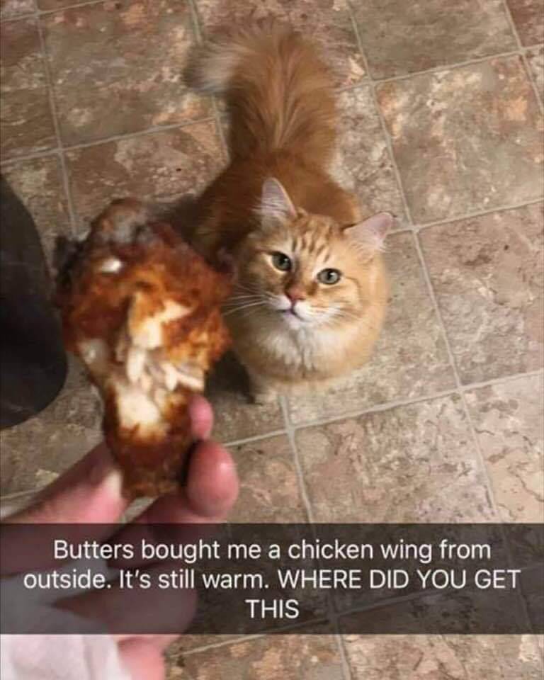 고양이가 치킨을 가져왔다 | 인스티즈