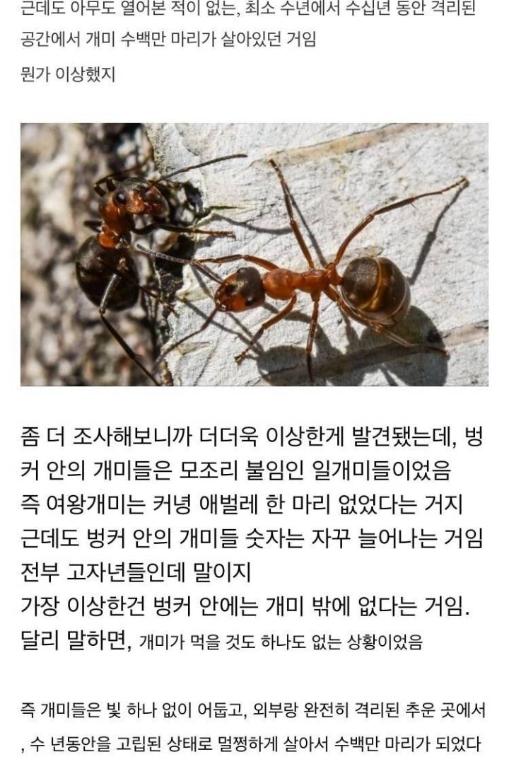 냉혹한 개미의 생존력....JPG | 인스티즈