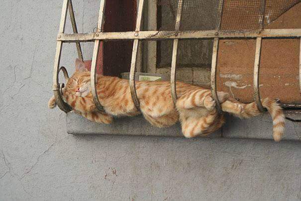 이상한 자세로 자는 고양이들 | 인스티즈