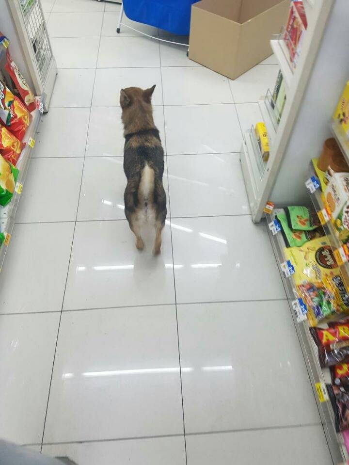 편의점에 찾아온 댕댕이 | 인스티즈