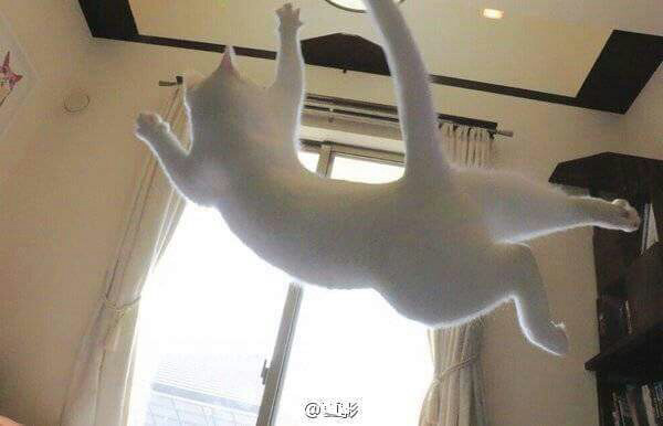 우리집 고양이가 이상해요 | 인스티즈