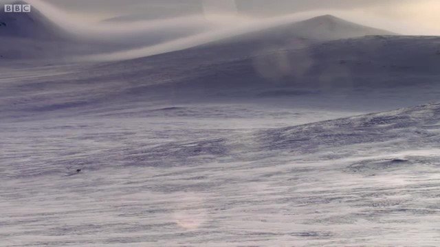 북극여우는 하루에 100km를 이동한다.jpgif | 인스티즈