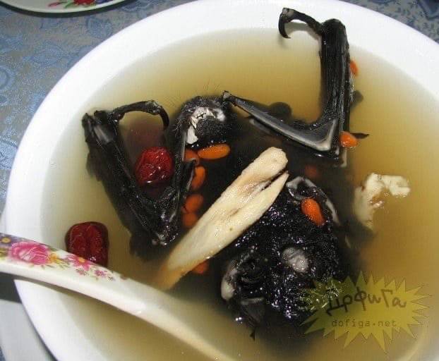 우한 폐렴의 원인인 중국 재래시장 박쥐 요리 (혐오주의) | 인스티즈