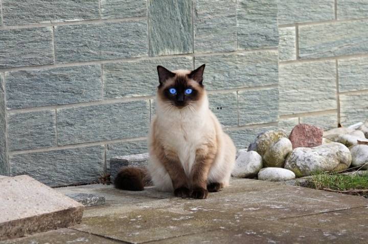 고양이 눈 색깔에 관한 신기한 이야기!! | 인스티즈