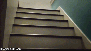 퍼그의 계단 오르기.gif | 인스티즈