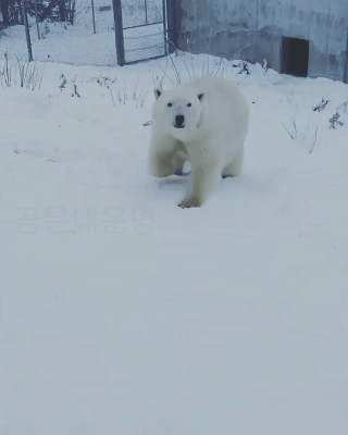 눈이 와서 행복한 북극곰 | 인스티즈
