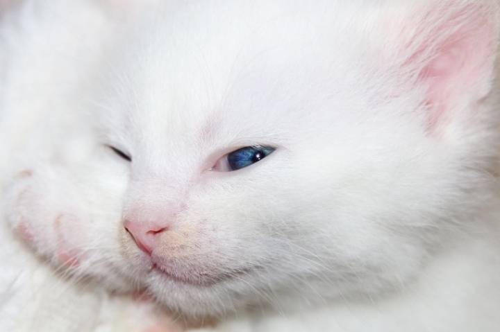고양이 눈 색깔에 관한 신기한 이야기!! | 인스티즈