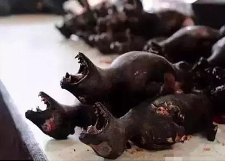 [주의] 중국에서 먹는 야생박쥐요리.jpg | 인스티즈